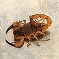 Profile Picture of Tityus serrulatuson Wikipedia
