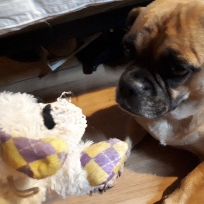 Profile Picture of Adam Pringle (@AdamPringle18) on Twitter