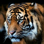 Profile Picture of Lakshmi Narayan (@lakshmi250) on Flickr