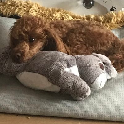 Profile Picture of Paula Steadman (@PaulaSteadman2) on Twitter