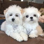 Profile Picture of Minnie and Bailey (@bailey.and.minnie) on Instagram