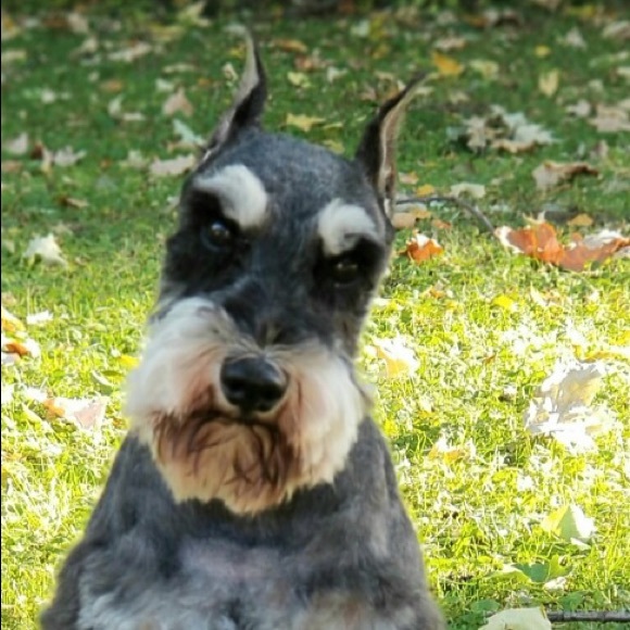 Profile Picture of Lynn Bogdanovich (@sadiedogsadie) on Poshmark