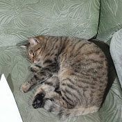 Profile Picture of Aisultan (@КрысаГода-м8щ) on Youtube