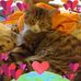 Profile Picture of Jennifer Haftl Howard (@Jennifer-Haftl-Howard) on Facebook