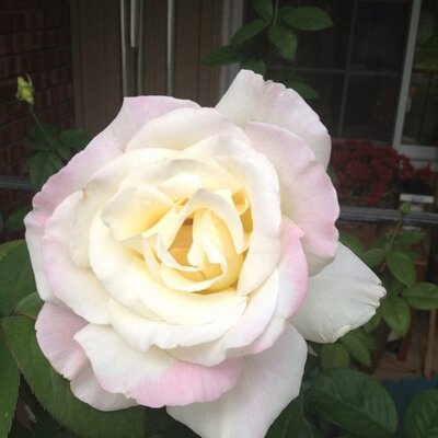 Brandon Blakney - Twitter Profile Picture of Brandon Blakney (@BlakneyBrandon) on Twitter