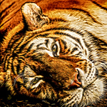 Profile Picture of Matt Gray (@Mr Gray Scale) on Flickr