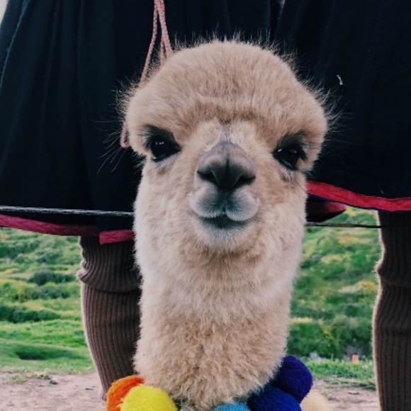 Profile Picture of Julia Sikora (@jssikora) on Poshmark