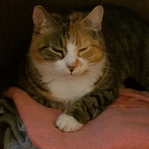 Profile Picture of Bobbie Harper (@bobbie_harper) on Poshmark