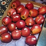 Profile Picture of Al Haleem Agri Fresh Private Limited (@alhaleemagrifresh) on Instagram