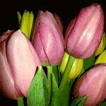 Chris - Instagram Profile Picture of Chris (@vanilla_rasberry) on Instagram