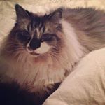 Profile Picture of Danette Woodhouse-Grant (@parkerzmummy) on Instagram