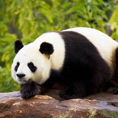 Profile Picture of Raphaël Colin (@RaphalColin4) on Twitter