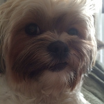 Profile Picture of Bruna Leanza Marcon (@brunaleanzamarcon) on Flickr