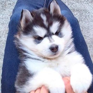 Profile Picture of Cristina Lorente (@Cristin57627898) on Twitter