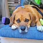 Profile Picture of Leo Frey (@leothelionfrey) on Instagram