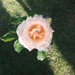 Profile Picture of Elisabeth Kemper (@kemperelisabeth) on Instagram