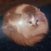 Profile Picture of Felicia The Floof (@feliciafloof) on Tiktok
