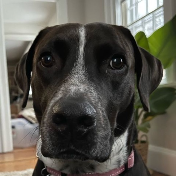 Profile Picture of Brian Mazmanian (@bmazmanian) on Poshmark