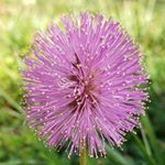 Profile Picture of Paula Hodge (@rainydaysartstpete) on Instagram