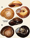 Profile Picture of Bertia (gastropod)on Wikipedia