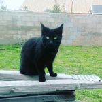 Profile Picture of Meh name ish panthy! ^^tap^^ (@panther.le.kitten) on Instagram