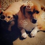 Profile Picture of Cora_Blacky🥺🧸🐶 (@cora_blacky_) on Instagram
