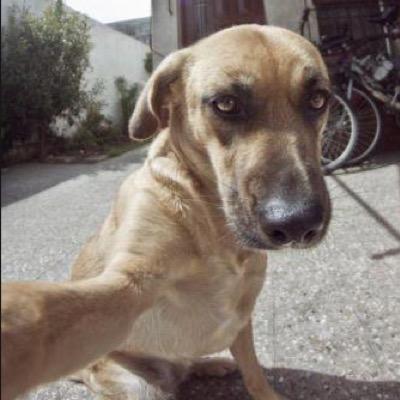 Profile Picture of Josh Hamlin (@Mowhawk_guy99) on Twitter