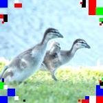 Profile Picture of Rohan Wood (@howardmaje) on Instagram