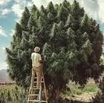 Profile Picture of Tony Kings (@Tony-Kings) on Facebook