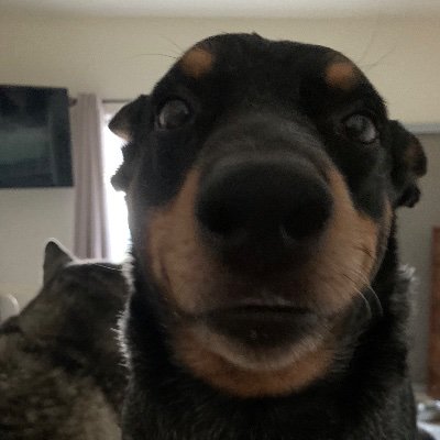 Profile Picture of Lisa Steirer (@desertwush) on Twitter