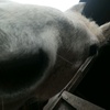 Profile Photo of Connie, Dexter, Finch, Lily :) (@@horseowner_1) on Tiktok