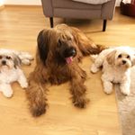 Profile Picture of Paula-Lilly-Emmely (@happy_three_buddies) on Instagram
