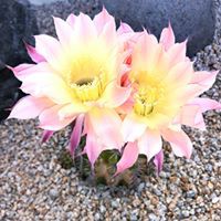 Profile Picture of Richard Grizzle (@richard-grizzle-2) on Quora