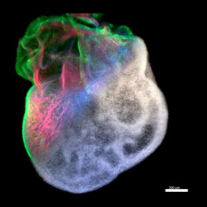 Profile Picture of Feinberg Group @CMU (@RegenBio) on Twitter