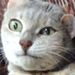 Profile Picture of Peter O'Malley (@omalley0162) on Pinterest