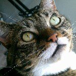 Profile Picture of Todd Darrell (@tampsterdam) on Instagram