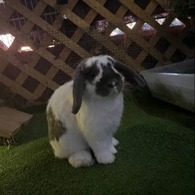 Profile Picture of Casper The Holland Lop (@casperthebunny4424) on Pinterest