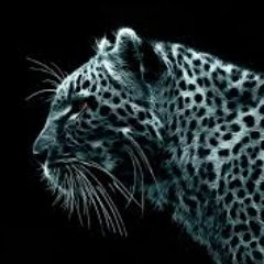 Profile Picture of Danish Bashir (@danishbashir172) on Twitter