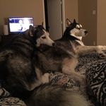 Profile Picture of Sitka and Jameo Take Texas (@sitka_and_jameo_take_texas) on Instagram