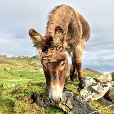 Profile Picture of Shane Whelehan (@ShaneWhelehan) on Twitter