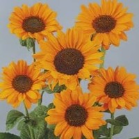 Profile Picture of Jazzy Jones (@jazzy-jones-21) on Quora