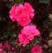 Profile Picture of De Etta Miles Gurrola (@deetta.milesgurrola.5) on Facebook