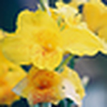Profile Picture of Cheryl Devuyst (@cheryl devuyst) on Flickr