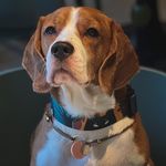 Profile Picture of Smart beagle John & Lera (@johnsmartbeagle) on Instagram