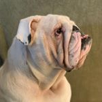 Profile Picture of Luke Donohue (@donohue71) on Instagram