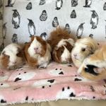 Profile Picture of Audrey,Mabel,HattieBeryl&Poppy (@5.little.sow.piggies) on Instagram