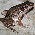 Profile Picture of Hylarana leptoglossaon Wikipedia