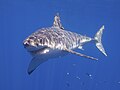 Elasmobranchii - Wikipedia - Wikipedia Profile Picture of Elasmobranchii - Wikipediaon Wikipedia