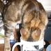 Profile Picture of Julia Eppley (@pughouse17) on Pinterest