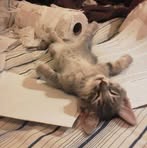 Profile Picture of Aysha Lisa (@Aysha-Lisa) on Facebook